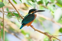 K川下流域・バトル中のカワセミ♀若