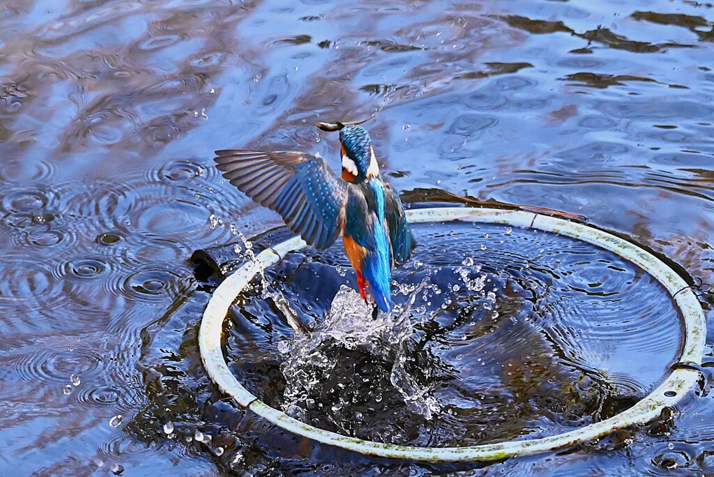 都内公園・カワセミ♂魚を咥えて帰還！