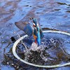 都内公園・カワセミ♂魚を咥えて帰還！