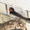 ツバメ・新たに抱卵（B）の♂