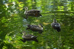 Ｋ川中流域・初め12羽が大きくなって8羽になったカルガモひな・・