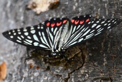用水路・アカボシゴマダラ