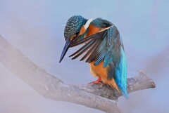 Ｋ川中流域・羽繕いをするカワセミ♂若