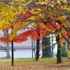 公園の紅葉