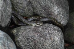 用水路・久々に逢えたアオダイショウ