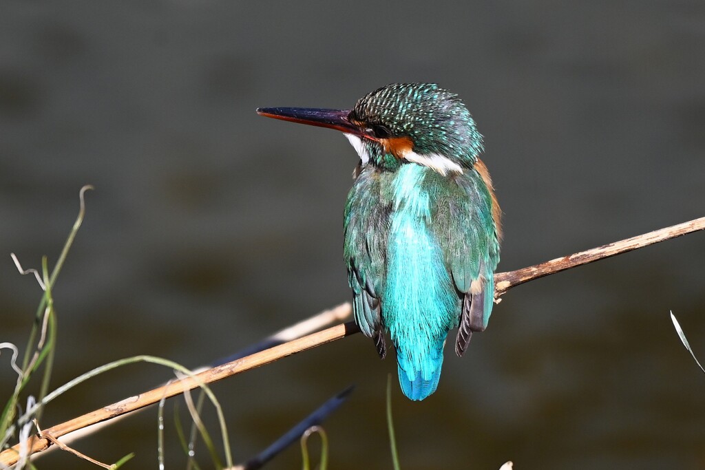 Ｋ川中流域・カワセミ♀ 