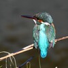 Ｋ川中流域・カワセミ♀ 
