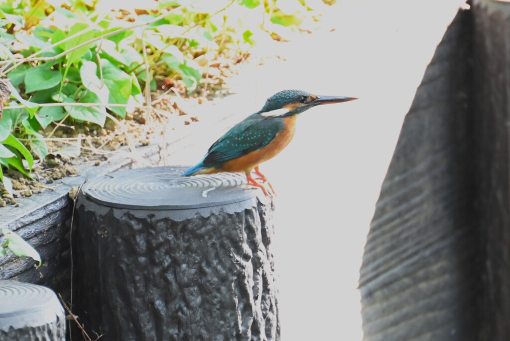 用水路・カワセミ♀