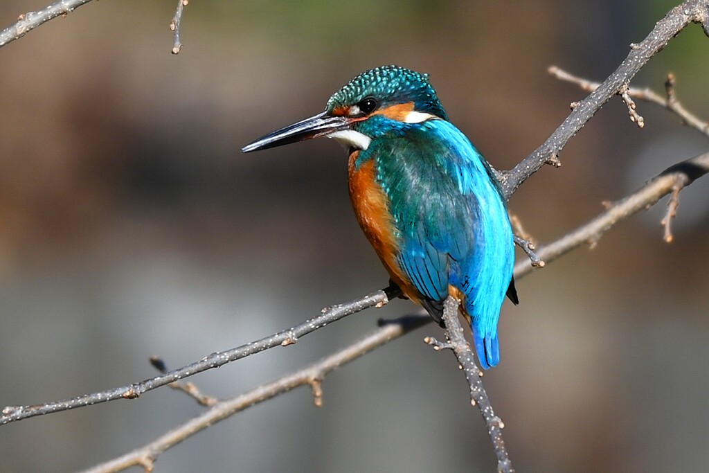 K川中流域・カワセミ♂ 