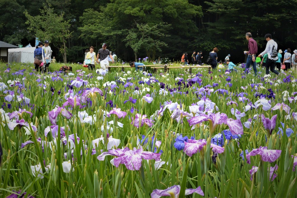 花菖蒲園.