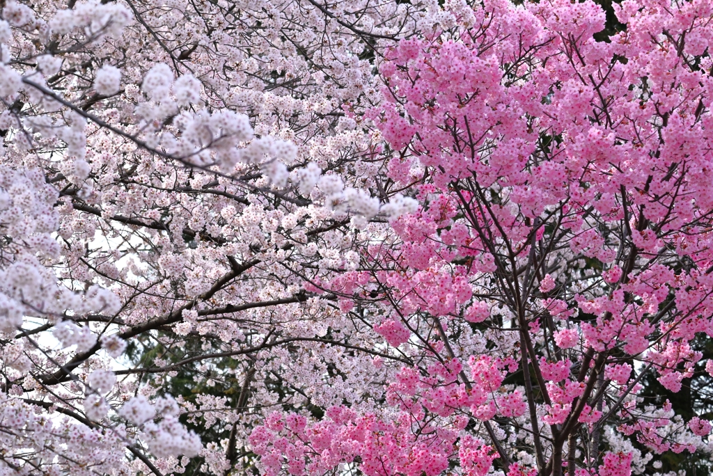 用水路脇の公園