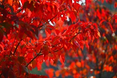 連絡道・ハナミズキの紅葉