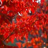連絡道・ハナミズキの紅葉
