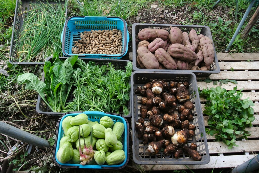菜園・収穫（10月22日）