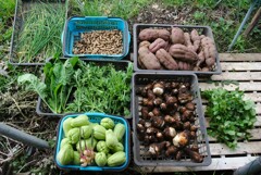 菜園・収穫（10月22日）