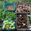 菜園・収穫（10月22日）