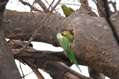 用水路・ワカケホンセイインコ