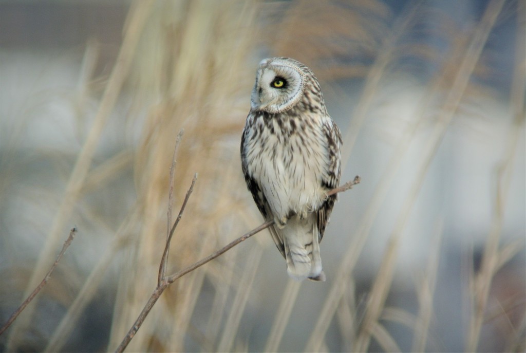 コミミズク枝止まり.