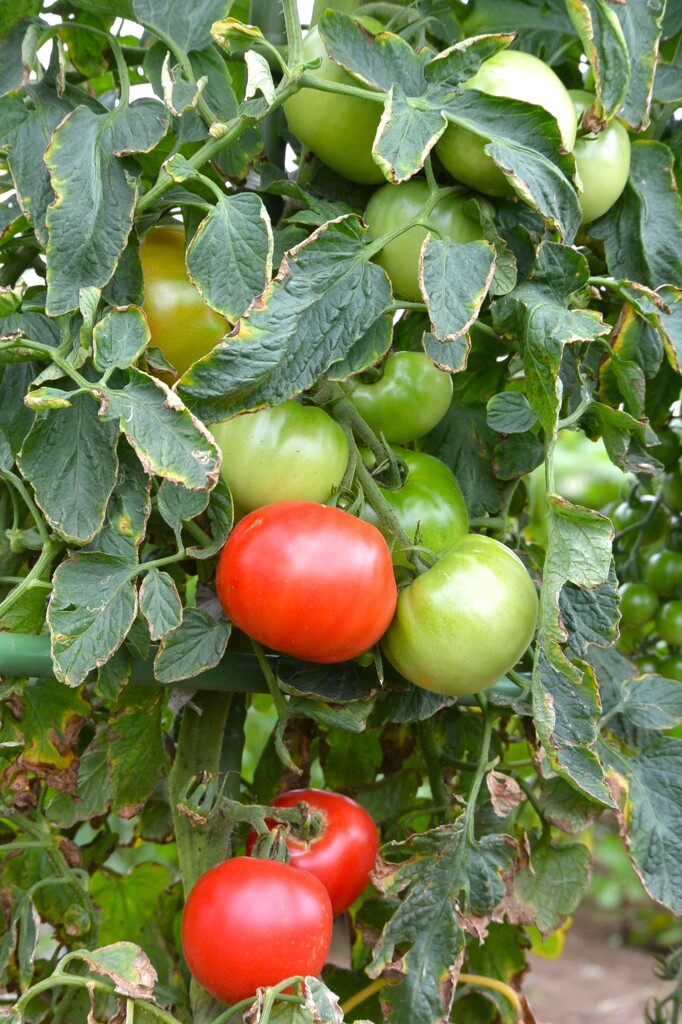 菜園・大玉トマト、桃太郎