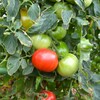 菜園・大玉トマト、桃太郎