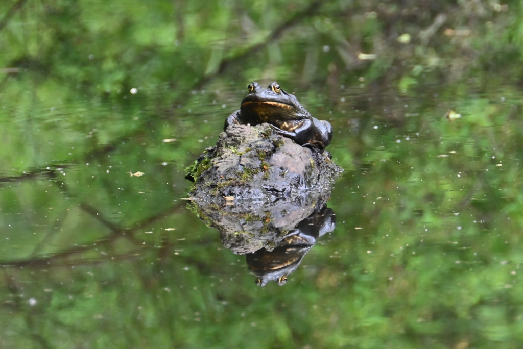 A公園・ウシガエル.