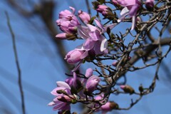 3月10日 (用水路・コブシ咲く東村山の春)