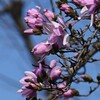 3月10日 (用水路・コブシ咲く東村山の春)