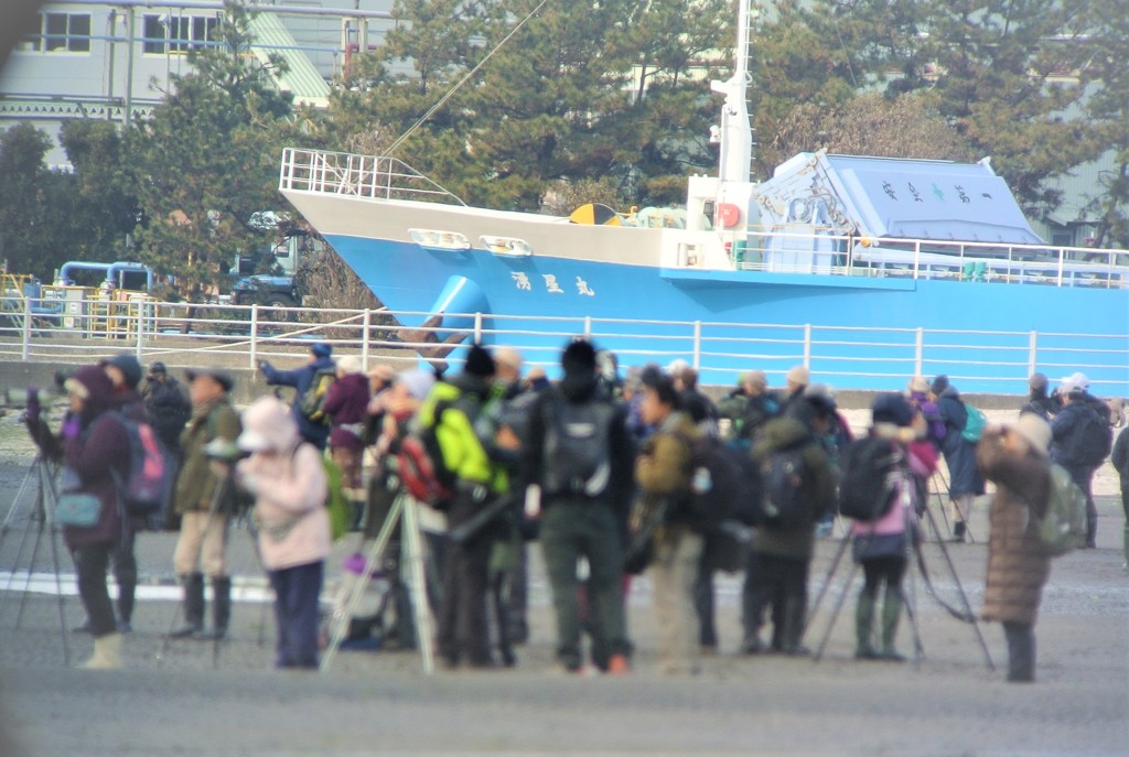 ミヤコドリ観察会