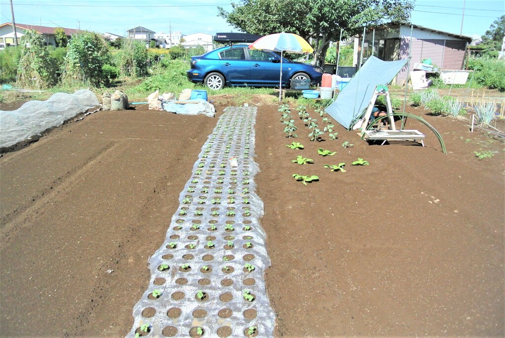 新しい菜園