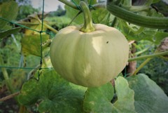 白いカボチャ・実生