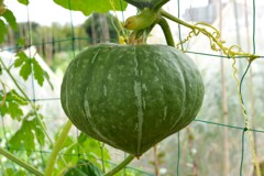 菜園・カボチャ