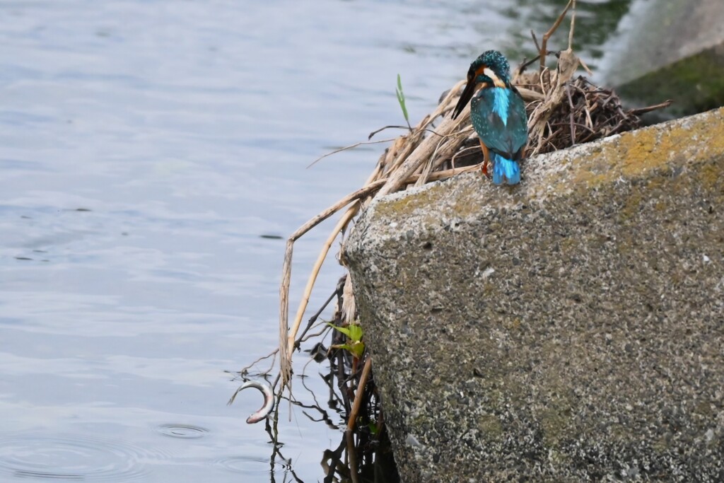 K川下流域・カワセミ♂若、大物を落とした瞬間！