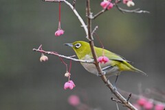 用水路・マユミとメジロ