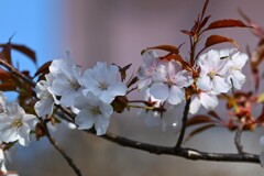 3月22日 (用水路・名前の判らない桜)
