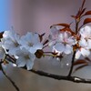 3月22日 (用水路・名前の判らない桜)