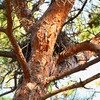 KR園・オオタカの巣