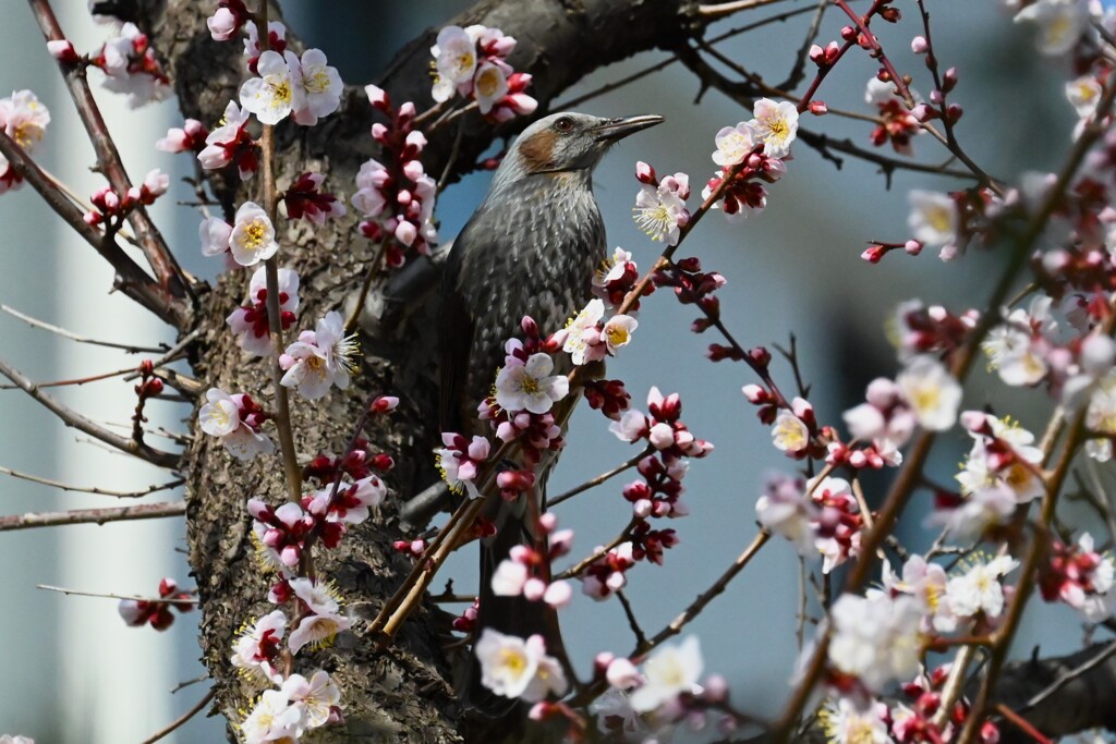 我家の表で・・花梅とヒヨドリ