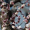 我家の表で・・花梅とヒヨドリ