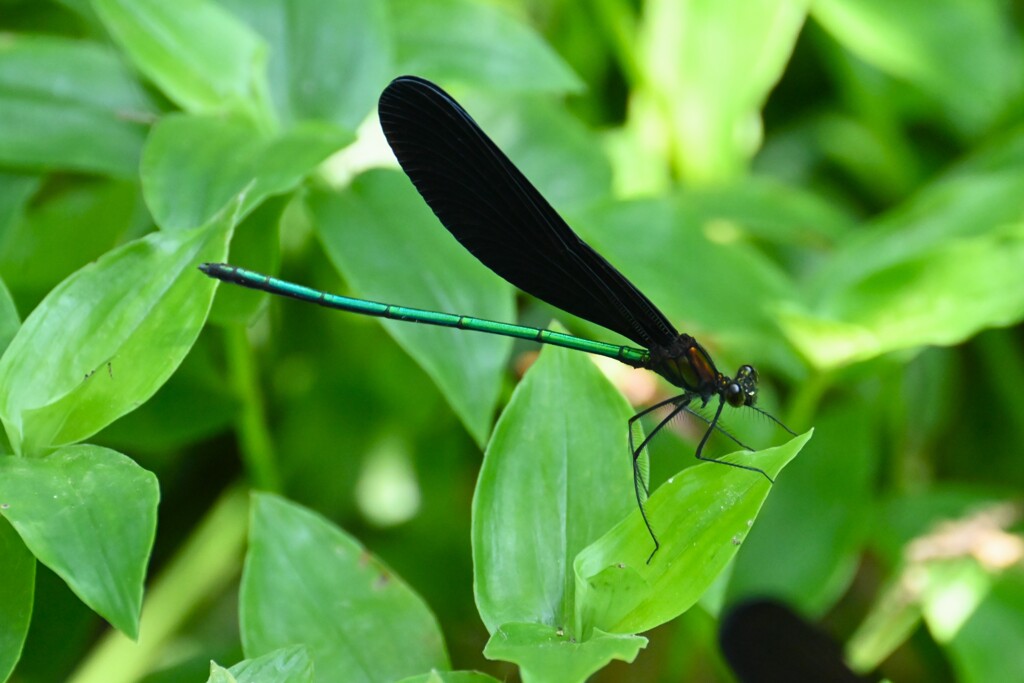 K川・ハグロトンボ♂
