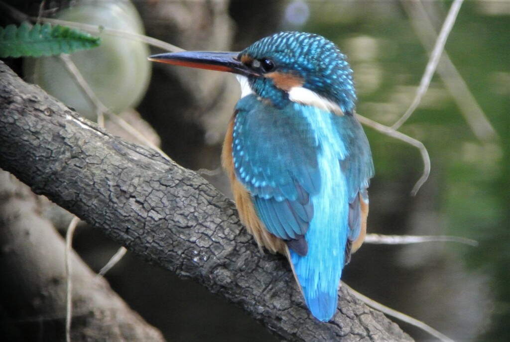 用水路のカワセミ♀若鳥