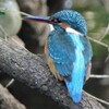 用水路のカワセミ♀若鳥