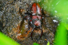 用水路・ノコギリクワガタ♂♀雨に濡れ・・