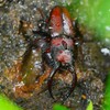 用水路・ノコギリクワガタ♂♀雨に濡れ・・