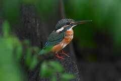 用水路・カワセミ♀若 