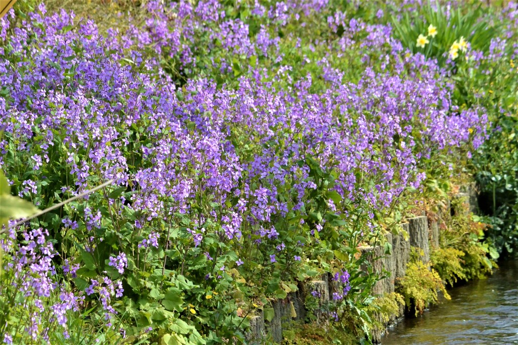 オオアラセイトウ（紫のじゅうたん）