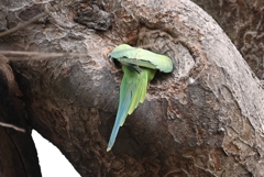 用水路ワカケホンセイインコ♂・巣穴を覗く