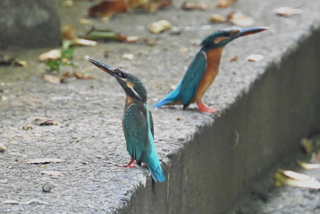 用水路・またもやカワセミ♀同士の戦い (画像左が若鳥♀)