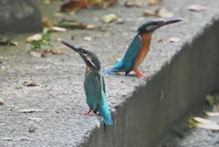 用水路・またもやカワセミ♀同士の戦い (画像左が若鳥♀)