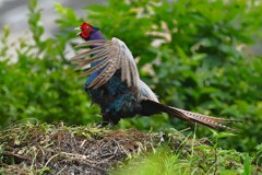 菜園・キジ♂ホロ打ち4点 