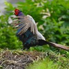 菜園・キジ♂ホロ打ち4点 